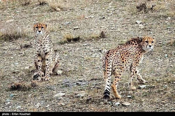یوزپلنگ ایرانی , سازمان محیط زیست , حیات وحش , 